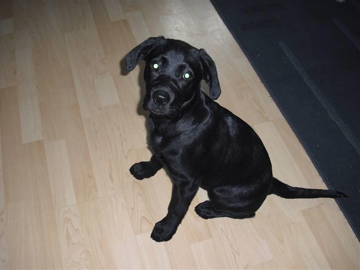Labrador retriever Trille - ca. 7mdr gammel :) billede 5