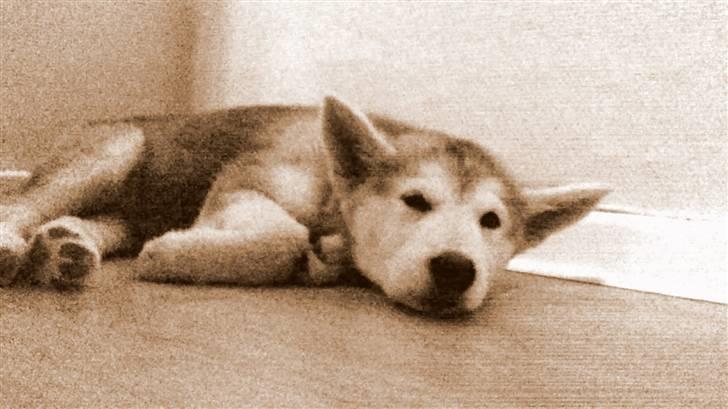 Alaskan malamute Kato billede 1