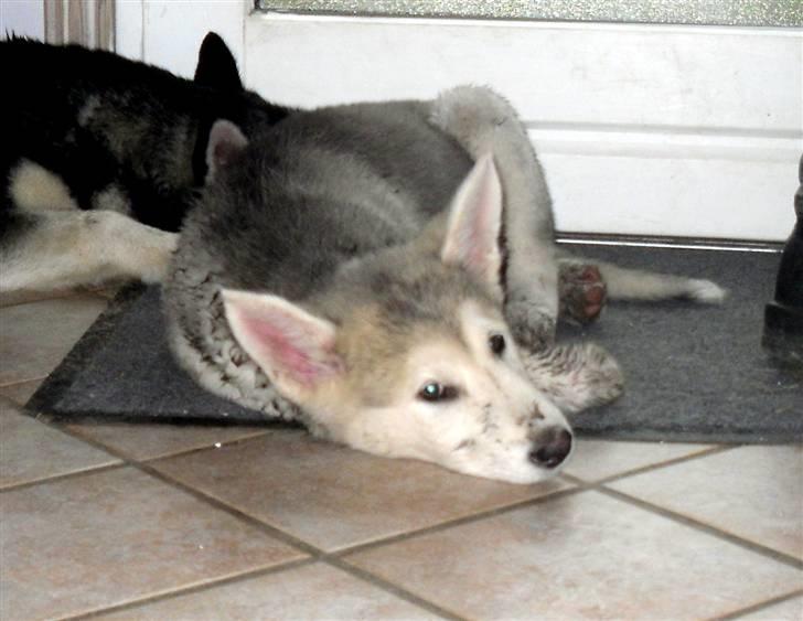 Alaskan malamute Kato billede 2