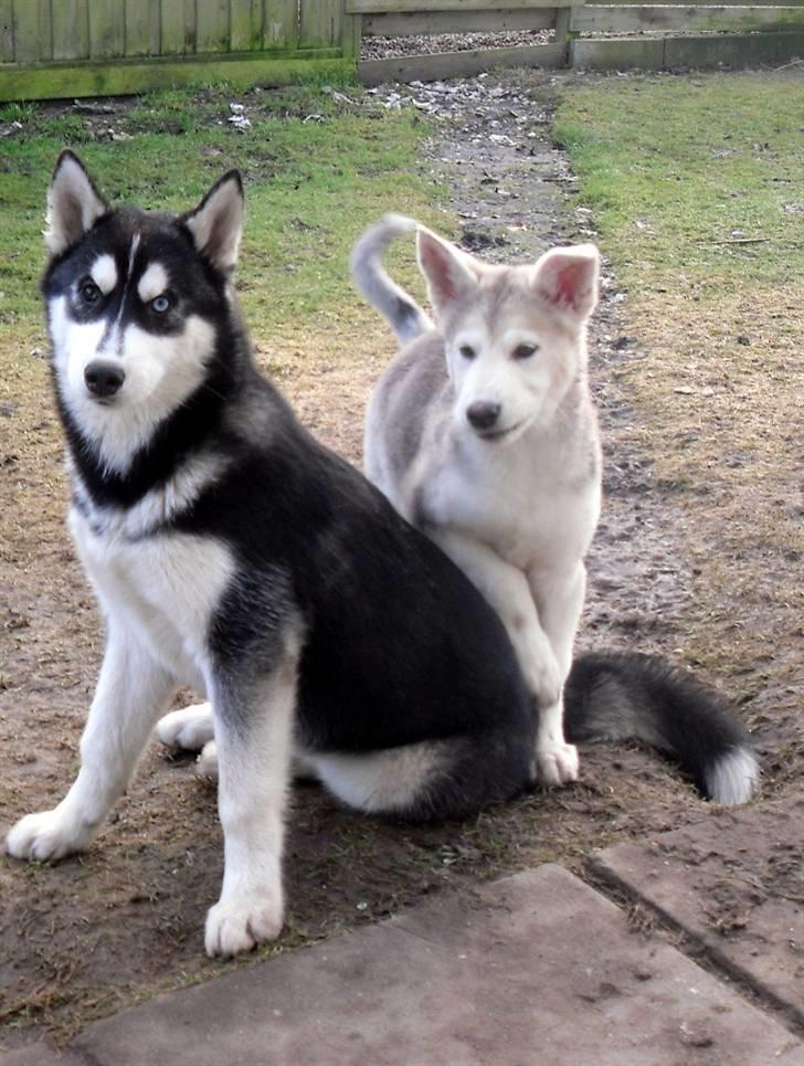 Alaskan malamute Kato billede 5