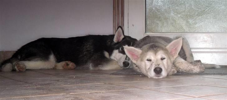 Alaskan malamute Kato billede 7