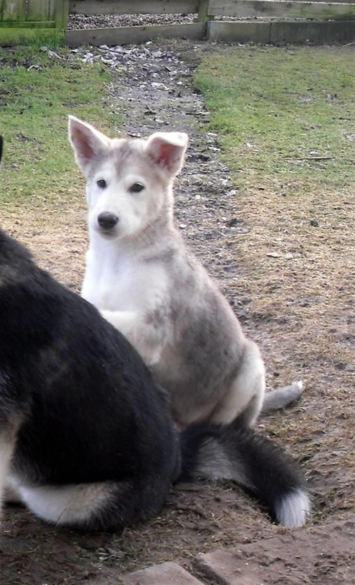 Alaskan malamute Kato billede 9