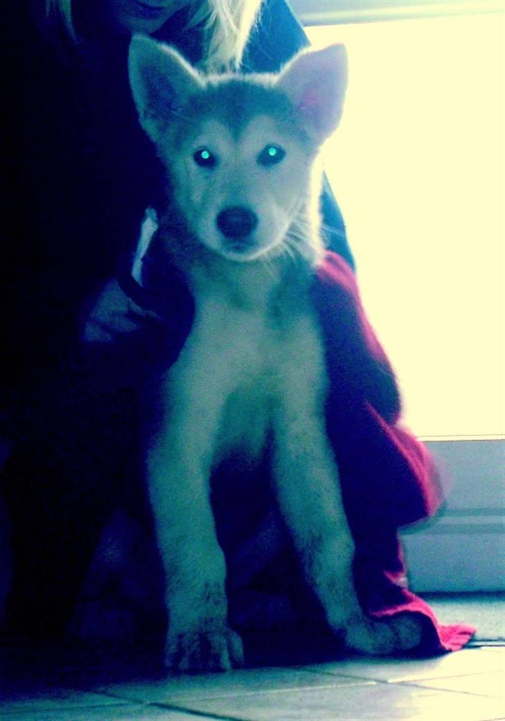 Alaskan malamute Kato billede 10