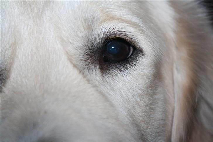 Golden retriever Golden Cosmo - Goodness and generosity creates loving energy billede 5