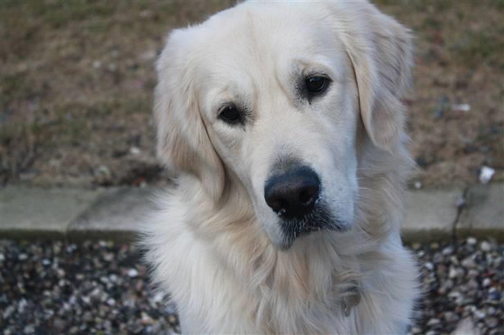 Golden retriever Golden Cosmo - More listening and less talking can make things better billede 6