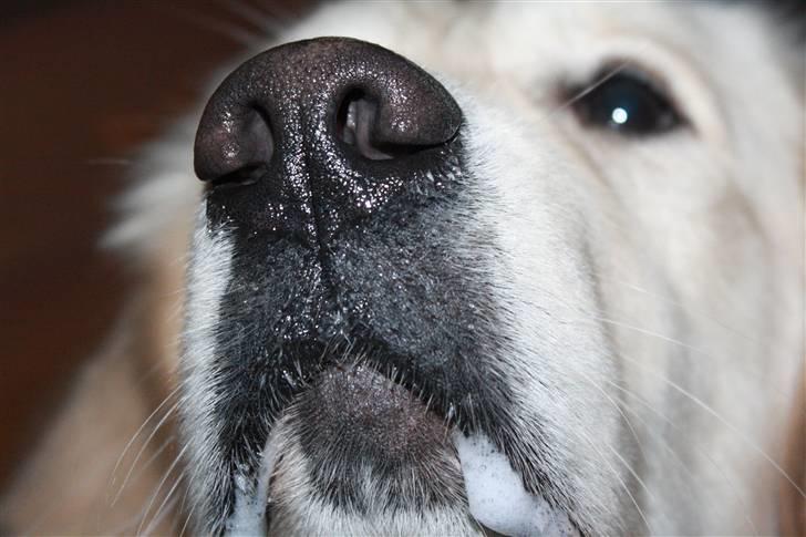 Golden retriever Golden Cosmo - Notice the pleasure when you make a friend happy billede 7