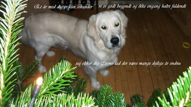 Golden retriever Golden Cosmo - Love has no conditions  billede 8