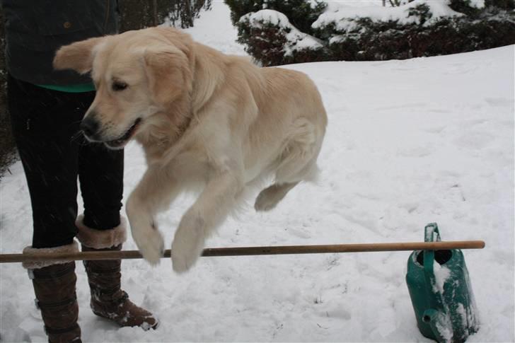 Golden retriever Golden Cosmo - You already know what to do. Go ahead and do it! billede 11