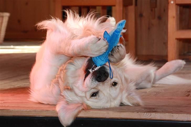 Golden retriever Golden Cosmo - I love your company. Let´s have a good time together billede 12