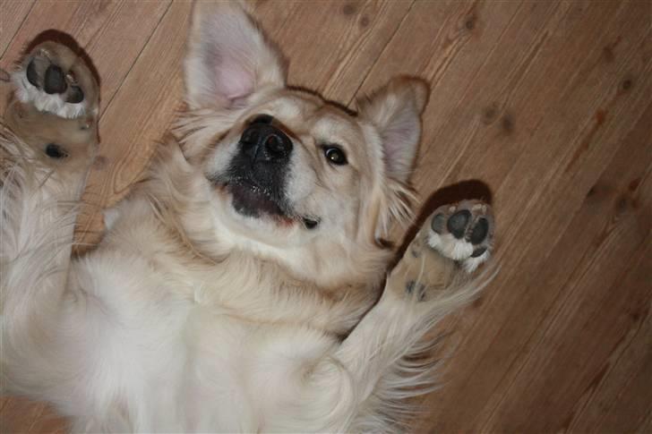 Golden retriever Golden Cosmo - Find something about this moment that makes you laugh billede 15