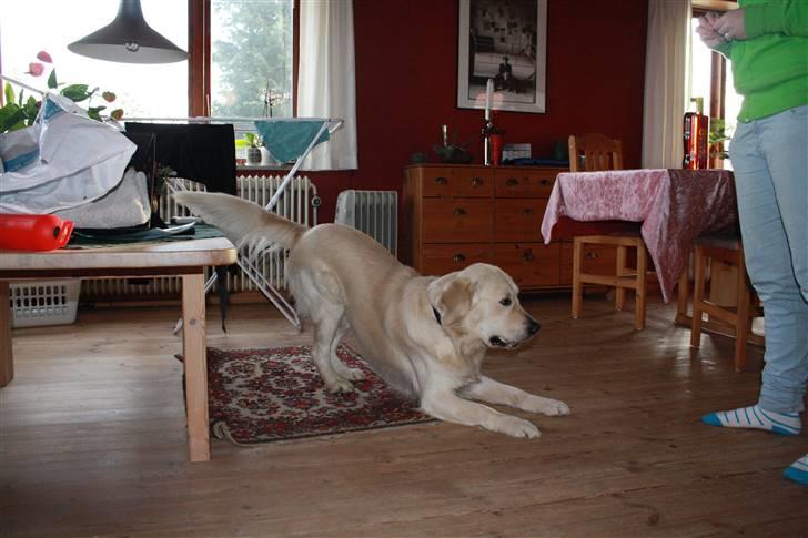 Golden retriever Golden Cosmo - i am so happy being your friend billede 16