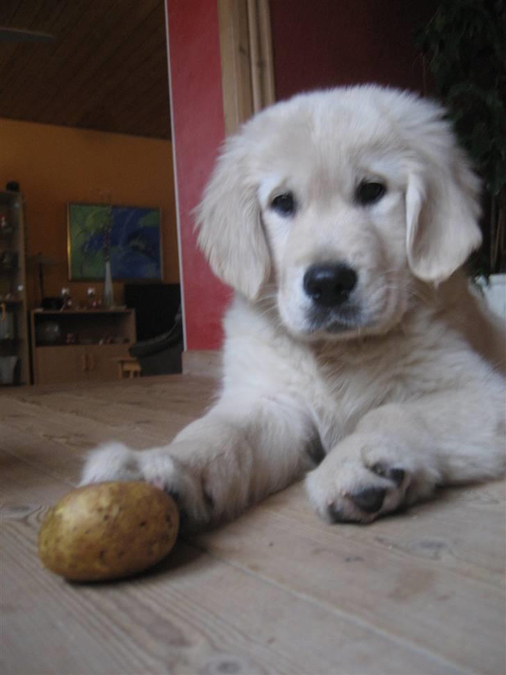 Golden retriever Golden Cosmo - It is not what you do, but who you are billede 18