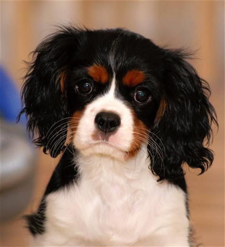 Cavalier king charles spaniel Luna billede 1