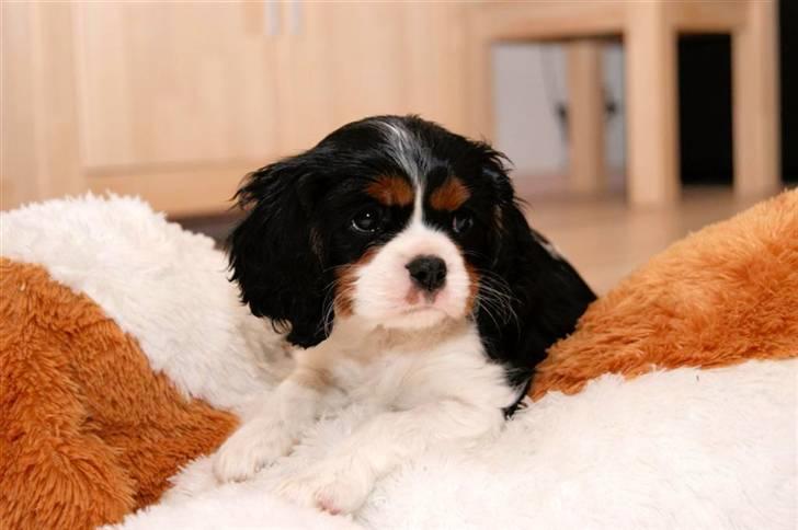 Cavalier king charles spaniel Luna billede 2