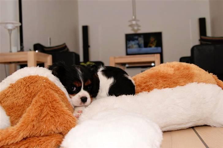 Cavalier king charles spaniel Luna billede 3