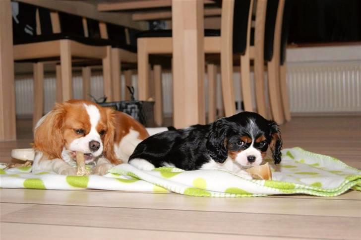 Cavalier king charles spaniel Luna billede 4