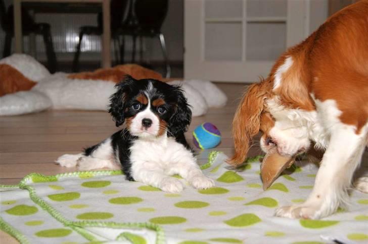 Cavalier king charles spaniel Luna billede 5