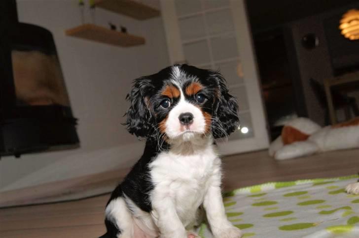 Cavalier king charles spaniel Luna billede 6