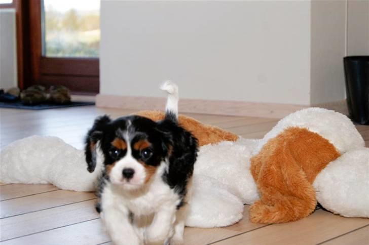 Cavalier king charles spaniel Luna billede 7
