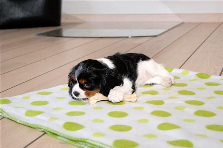 Cavalier king charles spaniel Luna billede 8