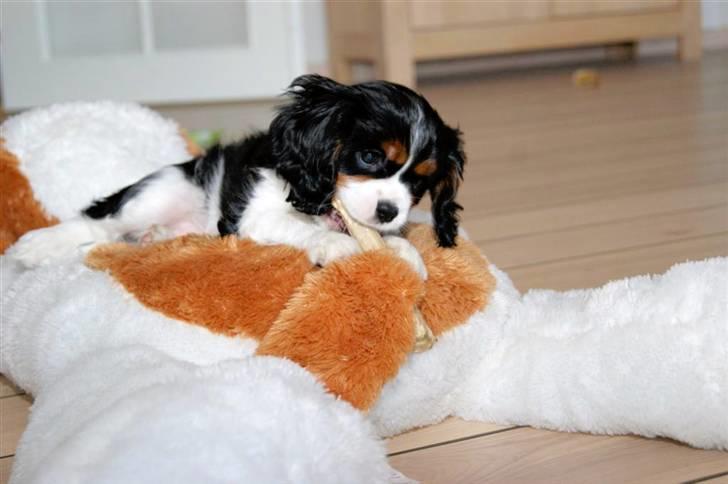 Cavalier king charles spaniel Luna billede 9