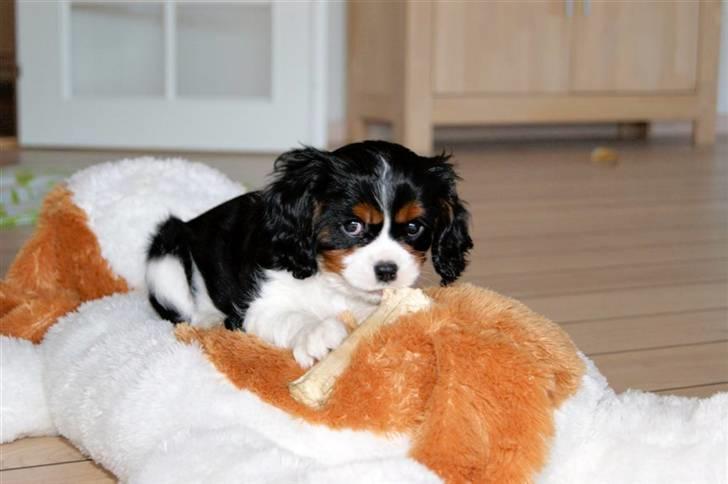 Cavalier king charles spaniel Luna billede 10