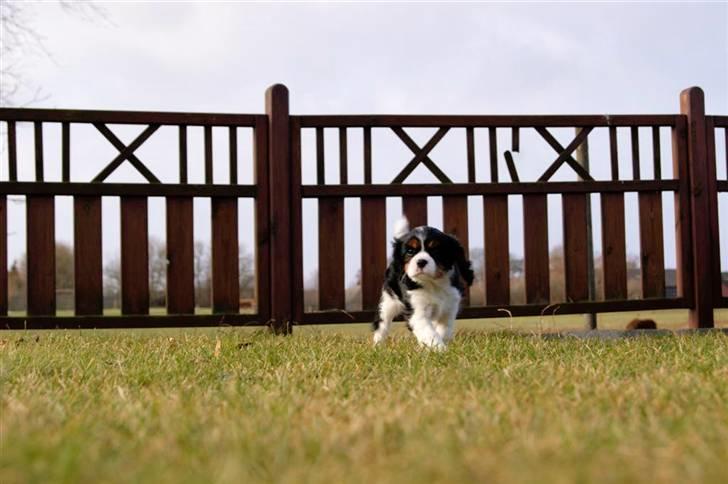 Cavalier king charles spaniel Luna billede 11