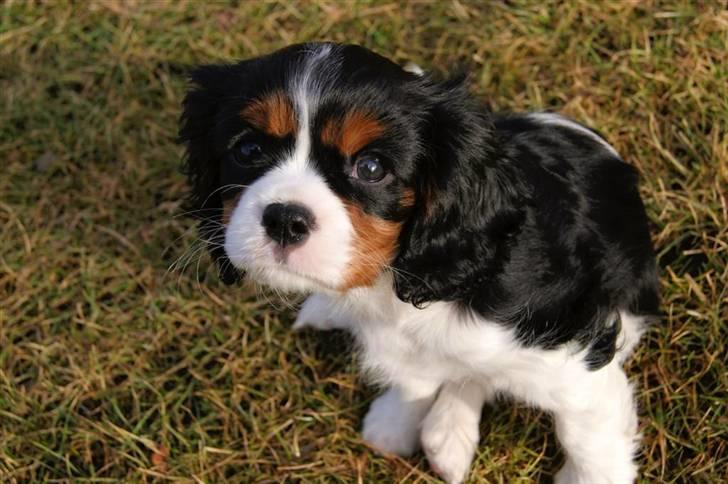Cavalier king charles spaniel Luna billede 12