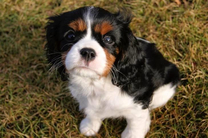Cavalier king charles spaniel Luna billede 13