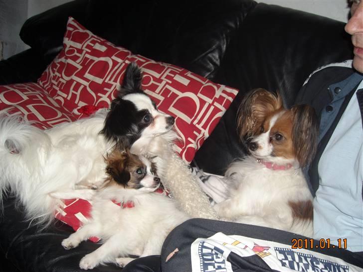 Papillon Cheri meget lille pige - Mig og min mor og far :-) billede 9