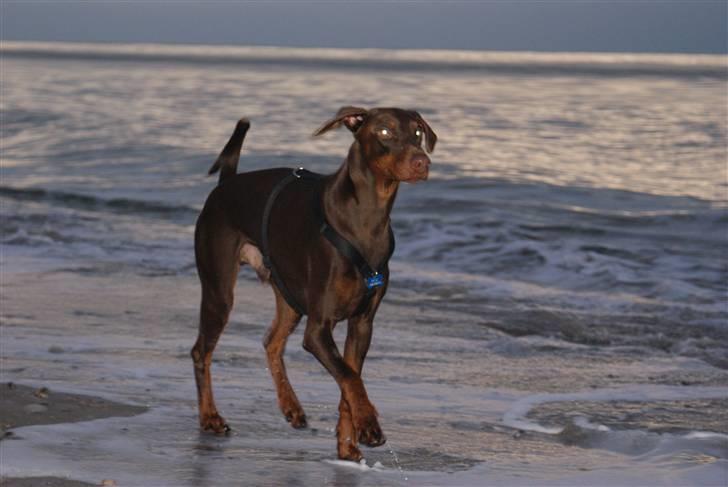 Dobermann Benji billede 1