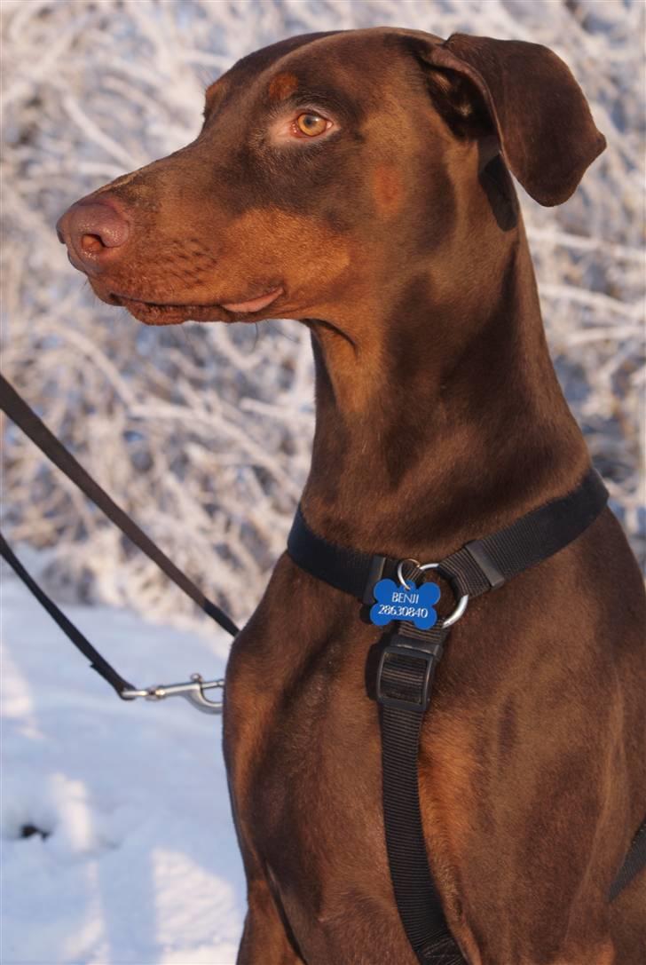 Dobermann Benji billede 2