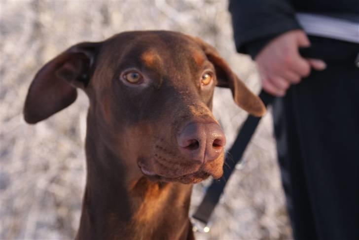 Dobermann Benji billede 3