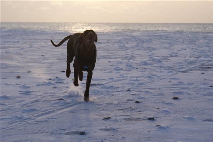 Dobermann Benji billede 4