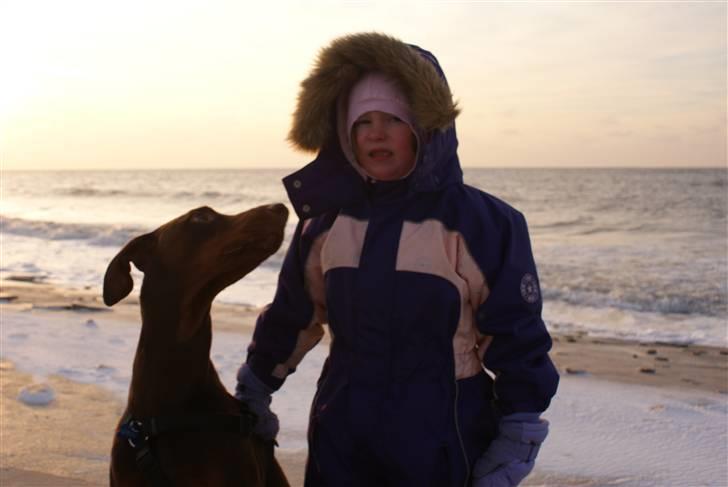 Dobermann Benji billede 5