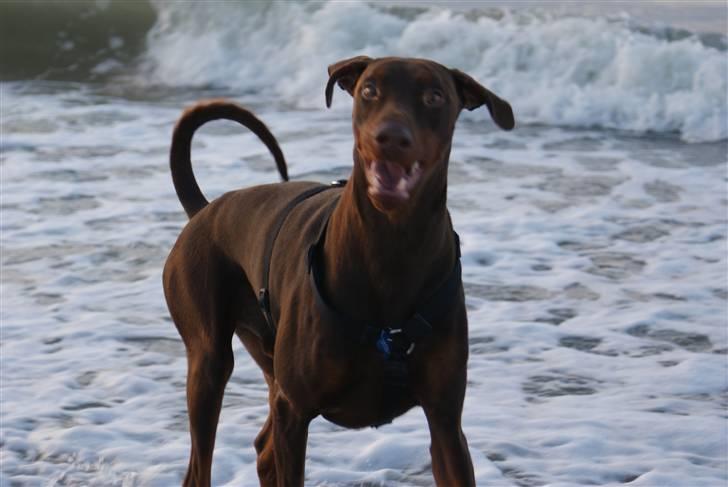 Dobermann Benji billede 6