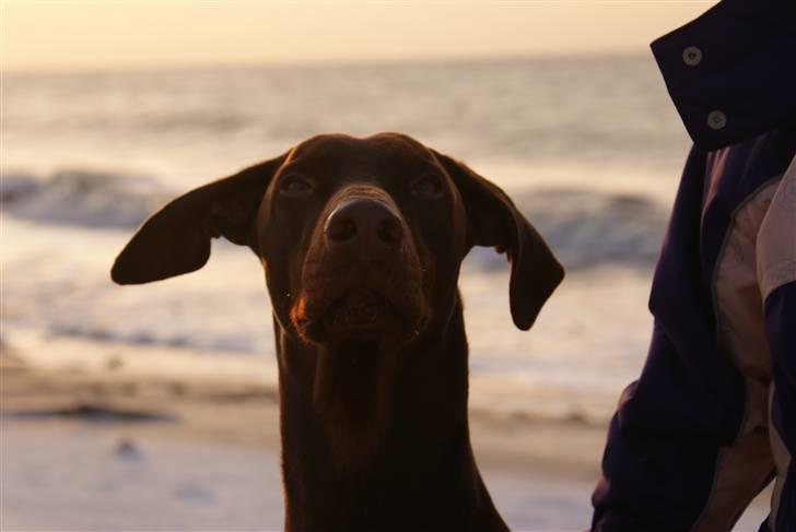 Dobermann Benji billede 7