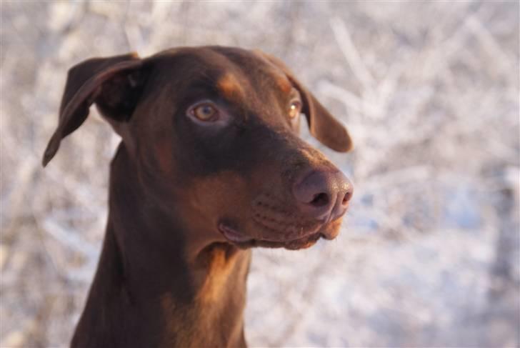 Dobermann Benji billede 8