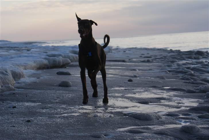 Dobermann Benji billede 9