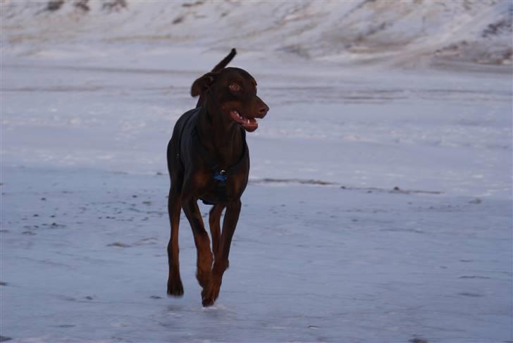 Dobermann Benji billede 10