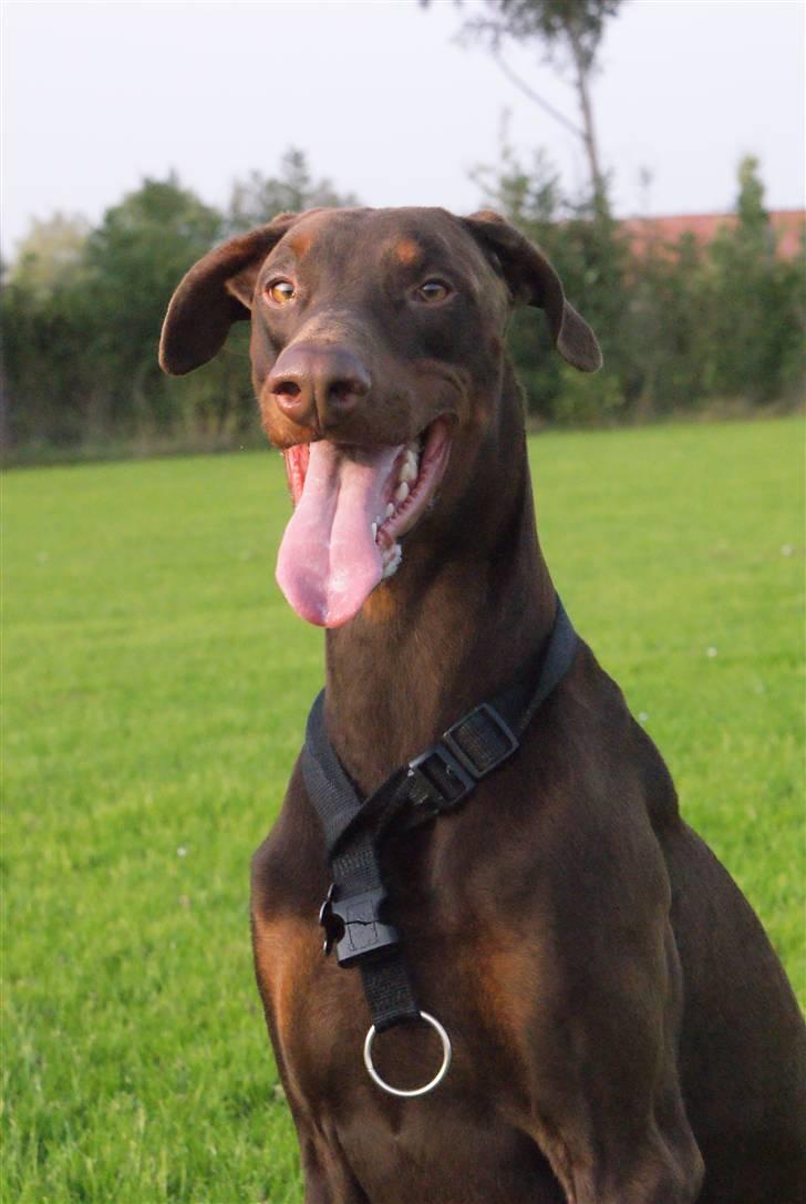 Dobermann Benji billede 11
