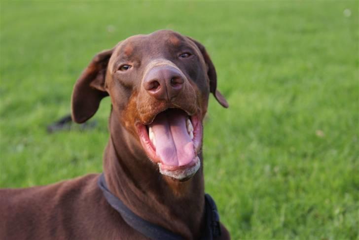 Dobermann Benji billede 12