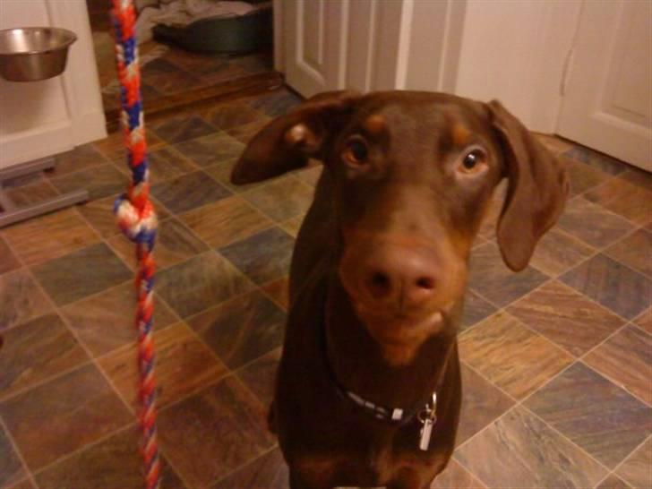 Dobermann Benji billede 13