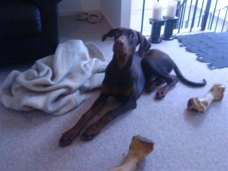 Dobermann Benji billede 14