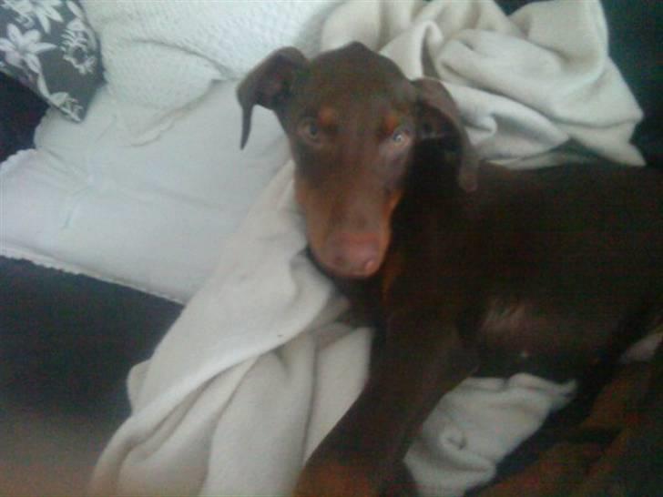 Dobermann Benji billede 15