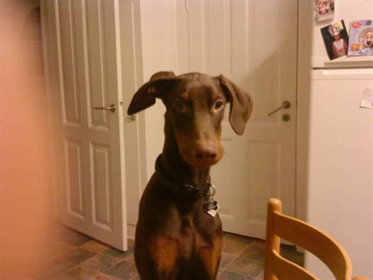 Dobermann Benji billede 16