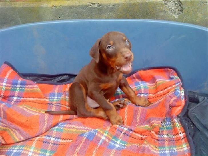 Dobermann Benji billede 17