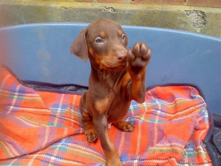 Dobermann Benji billede 18