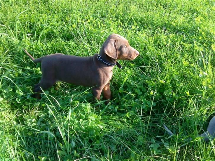 Dobermann Benji billede 19