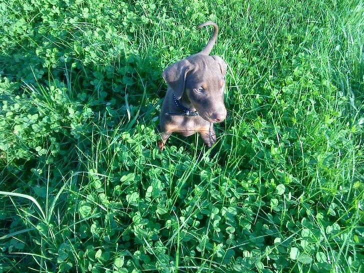 Dobermann Benji billede 20